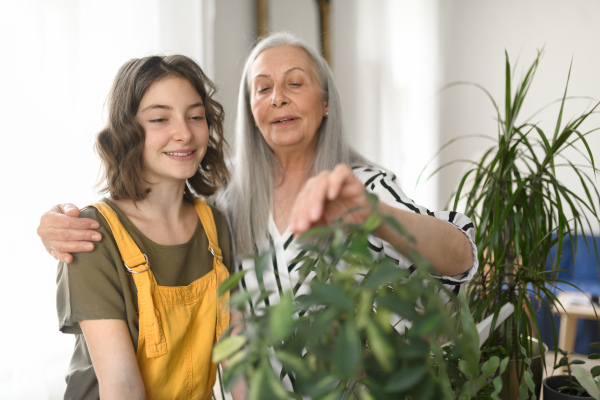 A senior grandmother with teenage granddaguhter caring about plants together at home.