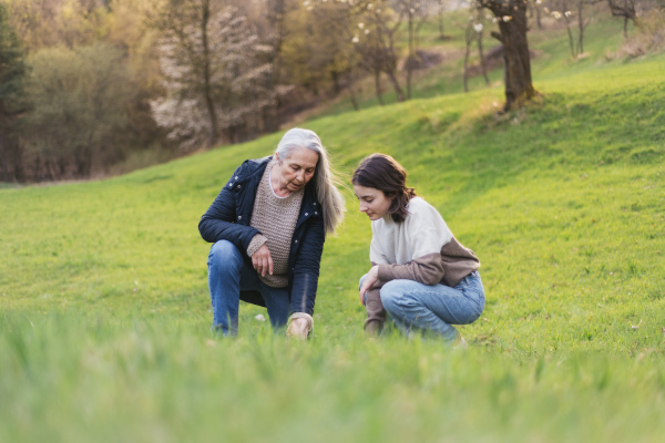 A happy senior grandmother with teenage granddaguhter on walk in nature picking herbs on spring day.