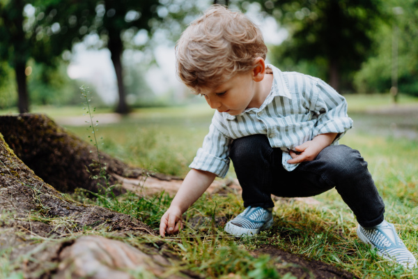 Cute little boy looking for, observing bugs in public park. Young boy squatting and exploring nature, looking for bugs, ladybugs or ants. Kindergartner, preschooler spending afternoon time outdoors in the city.