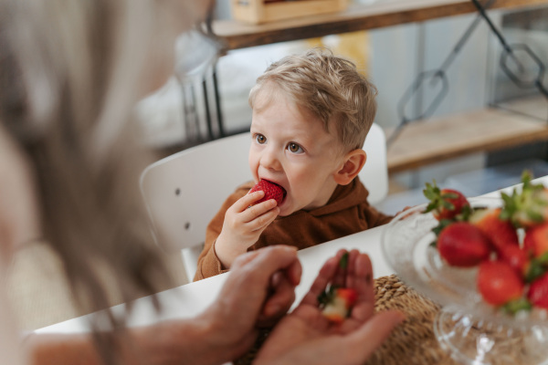 Grandmother giving homegrown strawberries to her grandson. Little boy eating fresh strawberries.