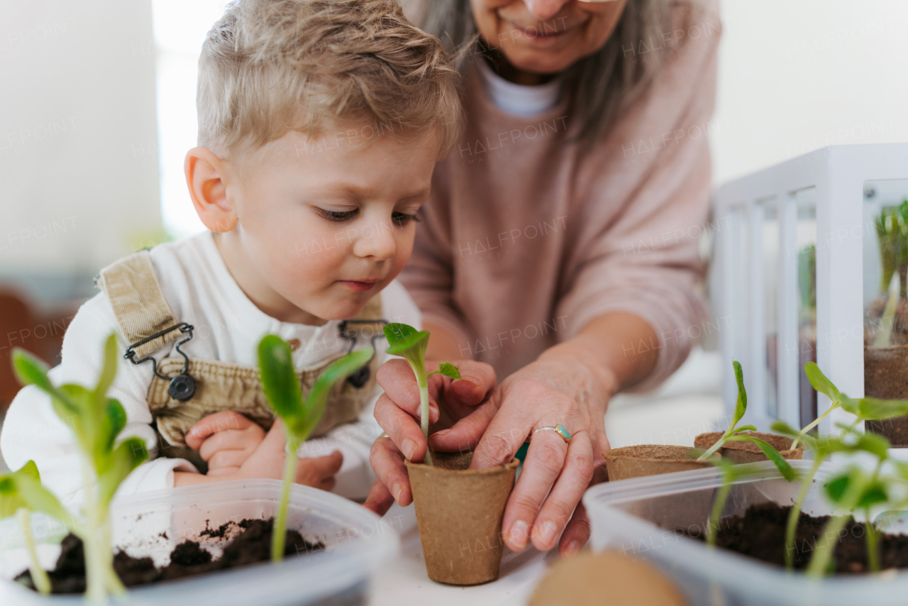 Grandmother with her grandson planting vegetables and flowers, spring time.