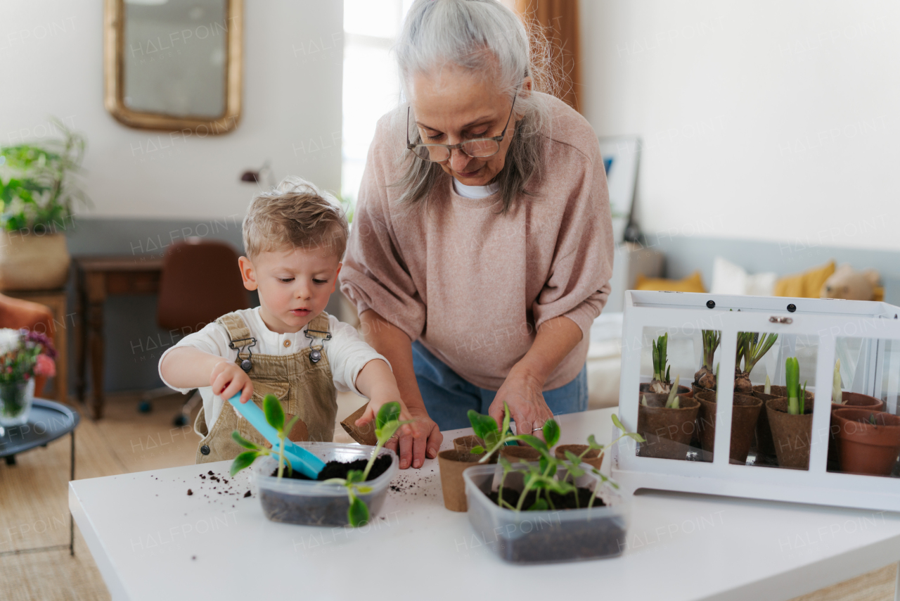 Grandmother with her grandson planting vegetables and flowers, spring time.