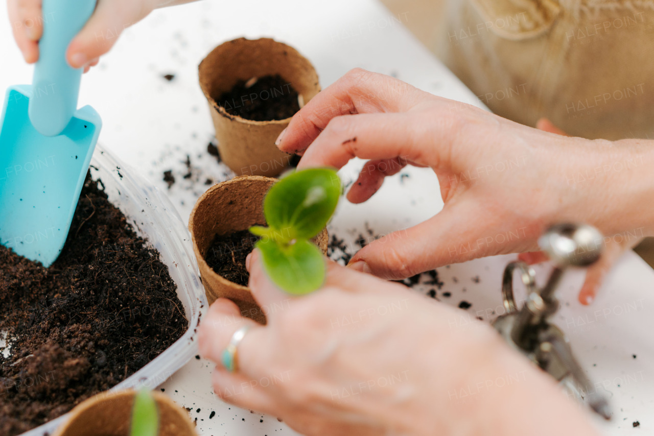 Close up of replanting vegetable seedling in biodegradable plant pots, spring concept.