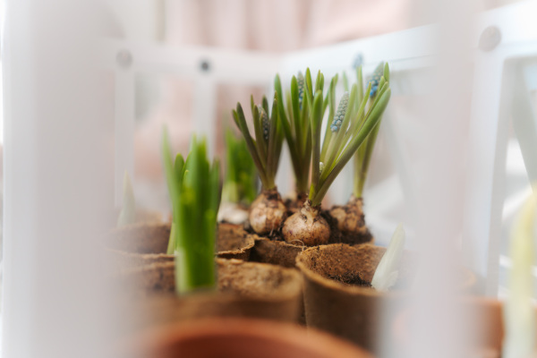 Close up of growing flowers in a paper pots.