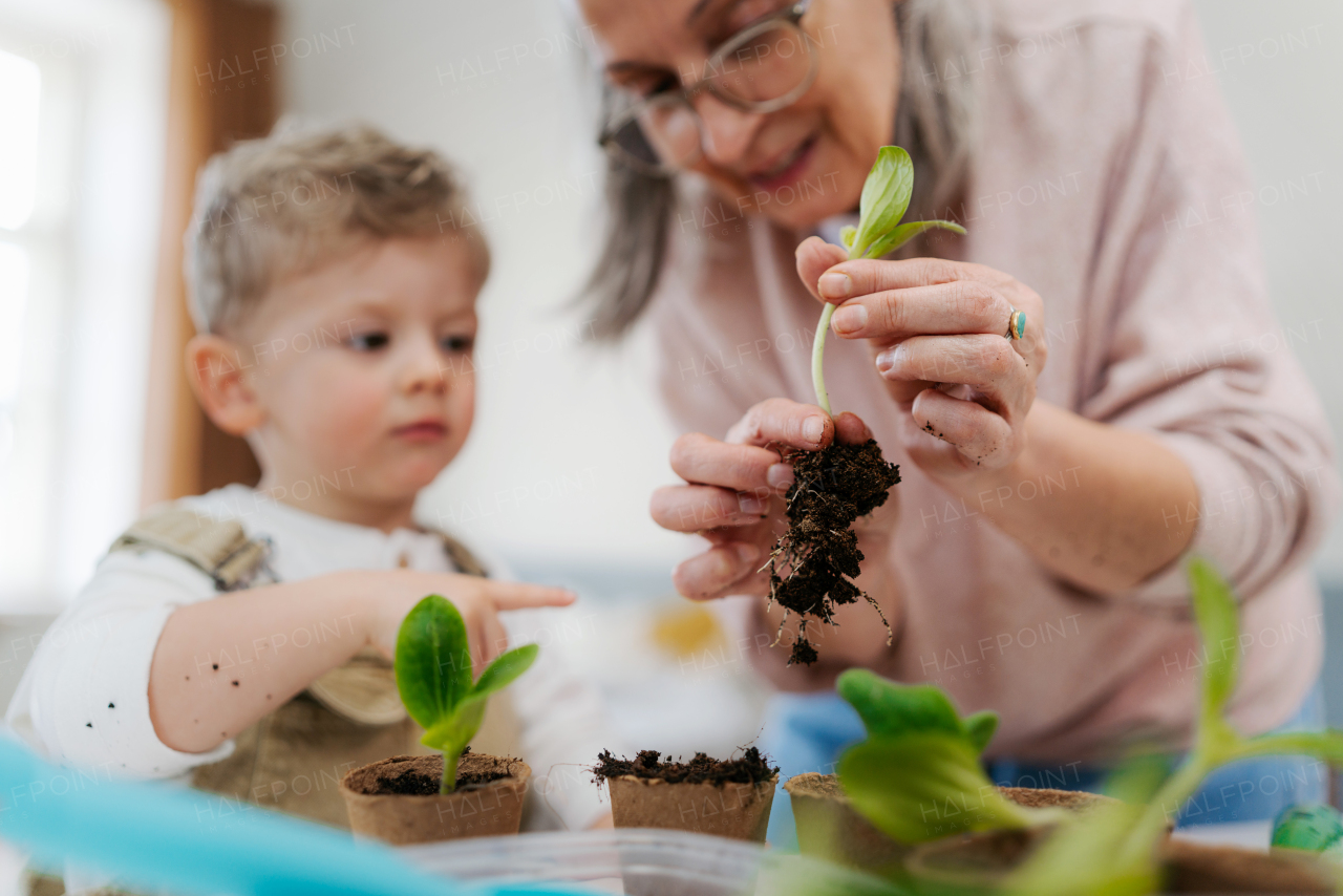 Grandmother with her grandson planting vegetables and flowers, spring time.