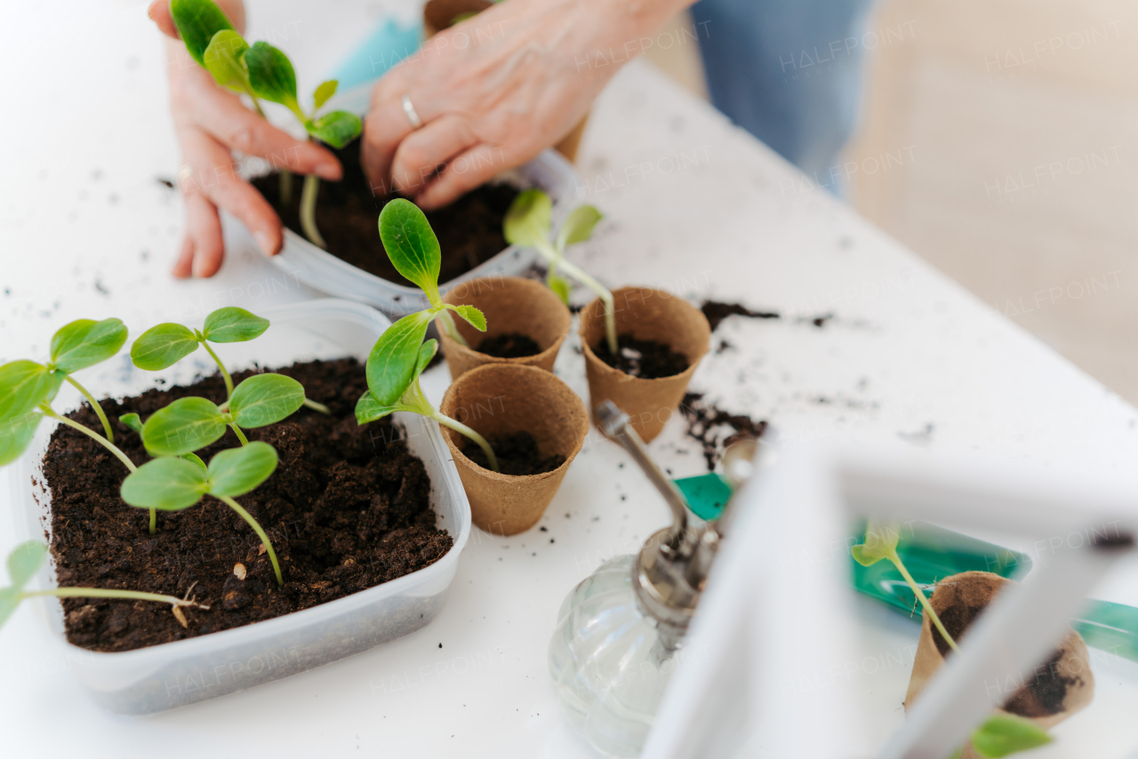 Close up of replanting a vegetable, spring concept.