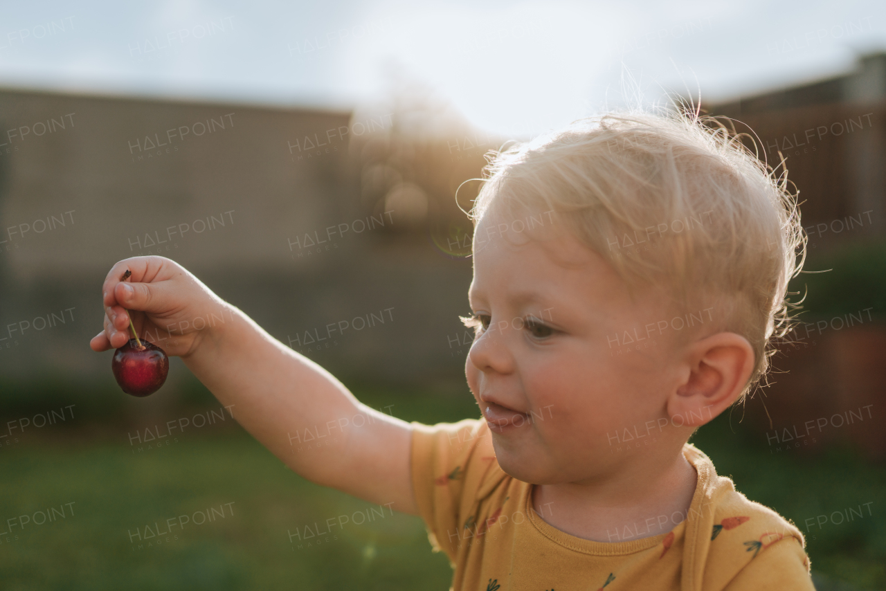 A cute little boy holding cherries in garden in summer.