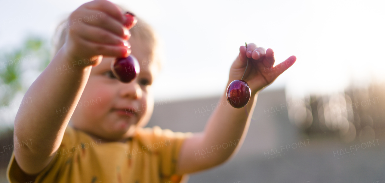 A cute little boy holding cherries in garden in summer.