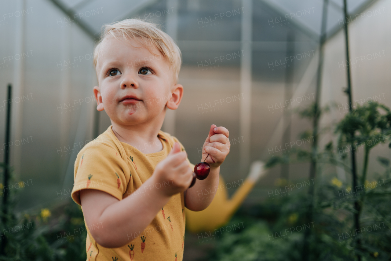 A cute little boy holding cherries in greenhouse in summer.