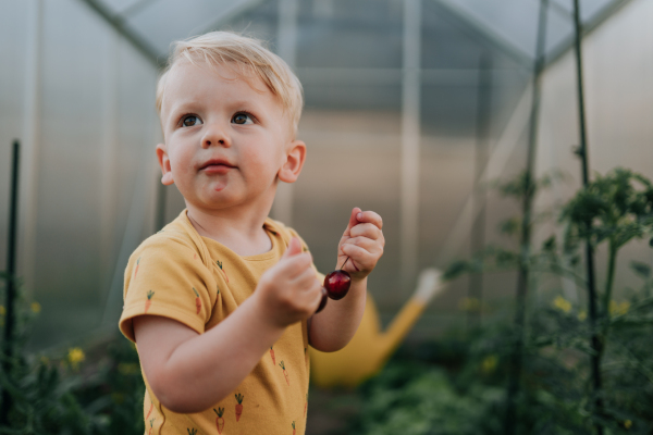 A cute little boy holding cherries in greenhouse in summer.