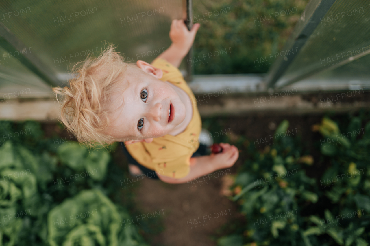 A directly above of little baby boy looking at camera inside greenhouse on a farm