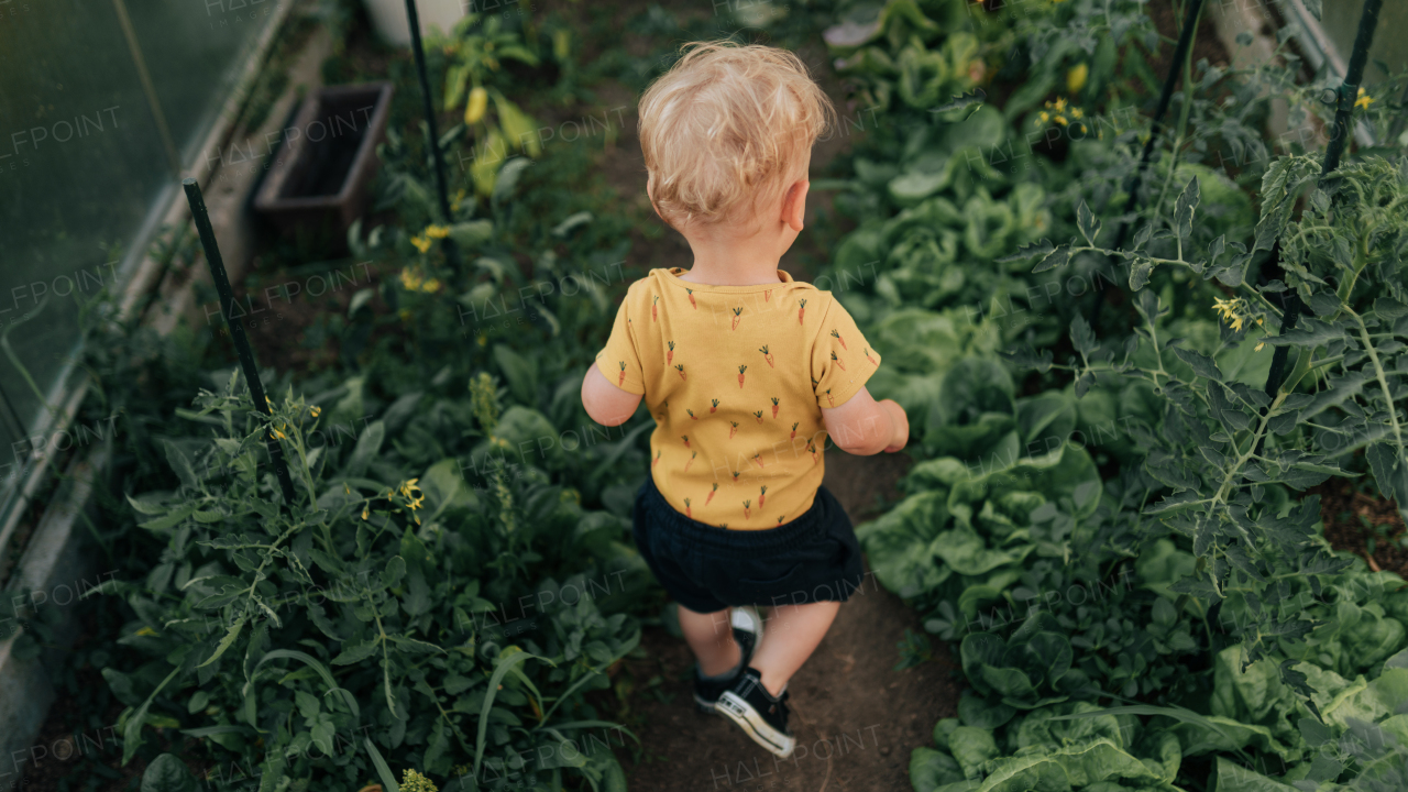 A rear view of little baby boy inside greenhouse on a farm