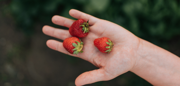 A woman holding a red, ripe, fresh strawberry in garden.