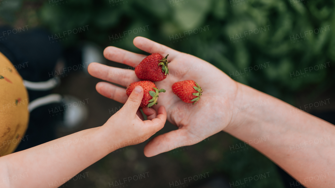 A child giving mother red, ripe, fresh strawberry in garden, close-up.