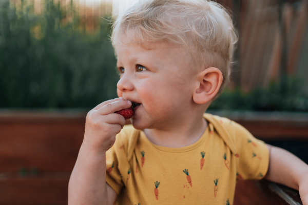 A cute little boy eating strawberries in garden in summer.