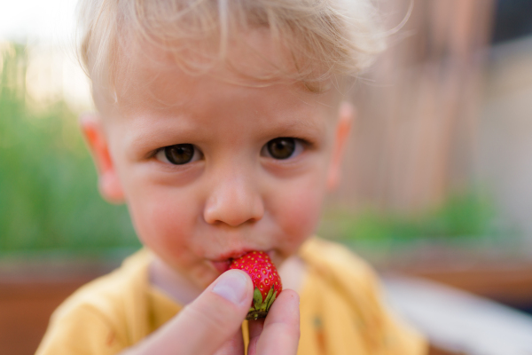 A cute little boy eating strawberries in garden in summer.