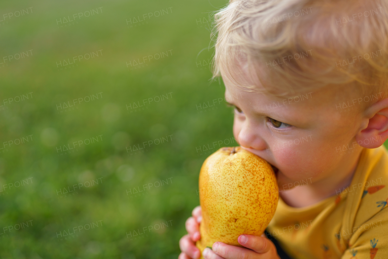 A cute little boy eating pear in garden in summer.