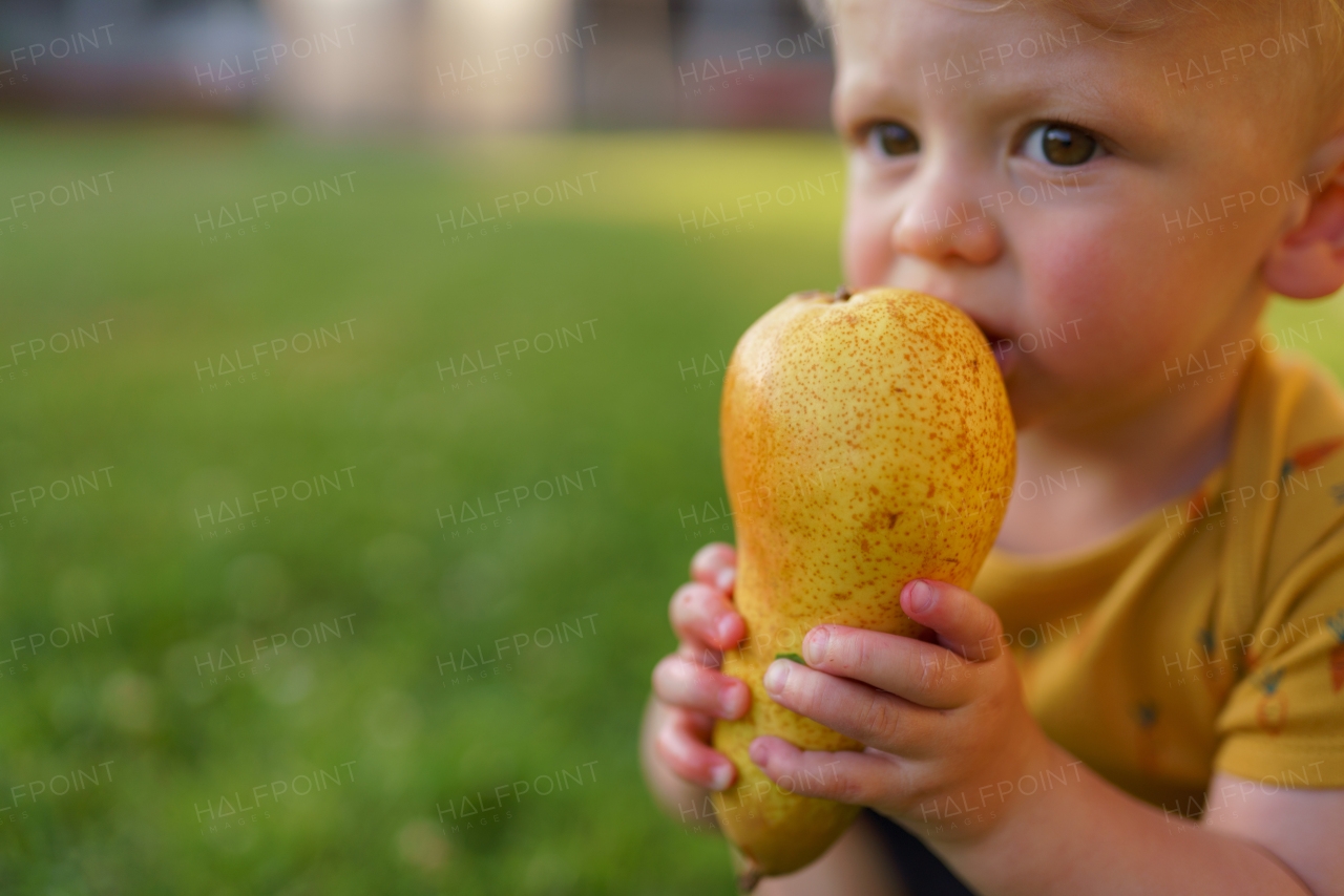 A cute little boy eating pear in garden in summer.