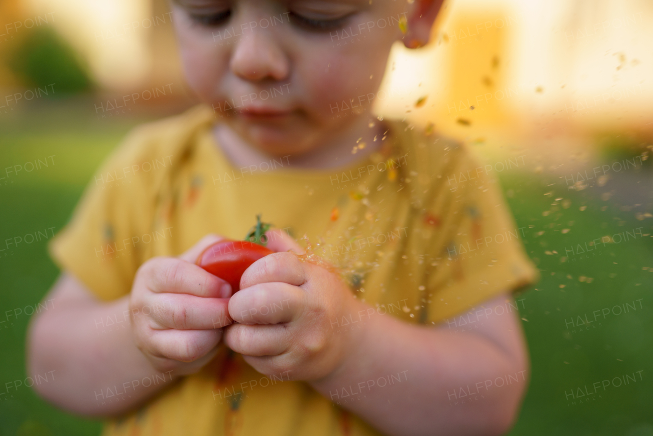 A cute little boy eating tomato in garden in summer.