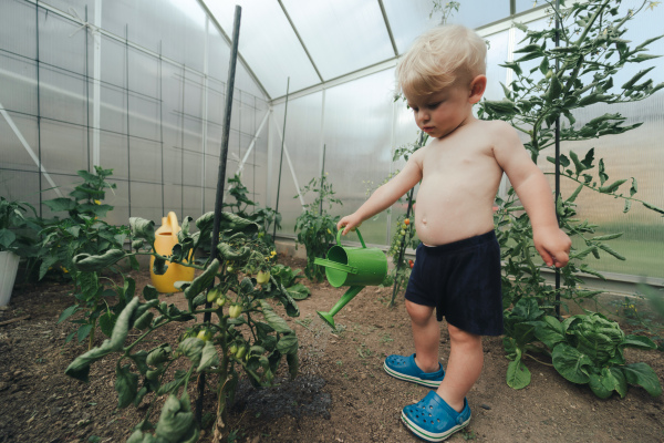 A cute little boy watering peppers with watering can in greenhouse in summer.