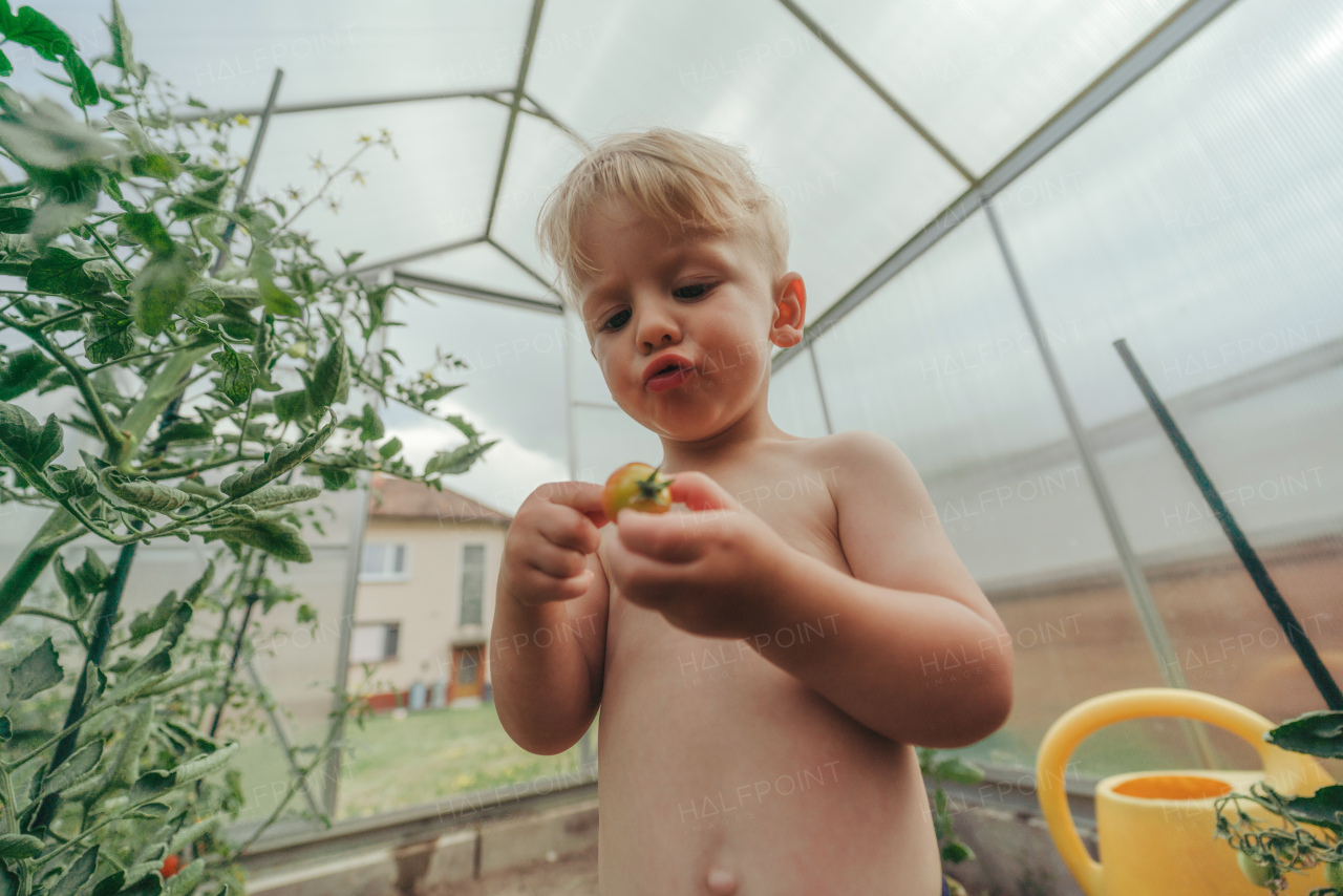 A cute little boy hodling tomato in greenhouse in summer.