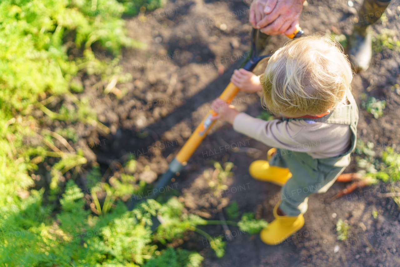 Little boy working in a garden during autumn day.