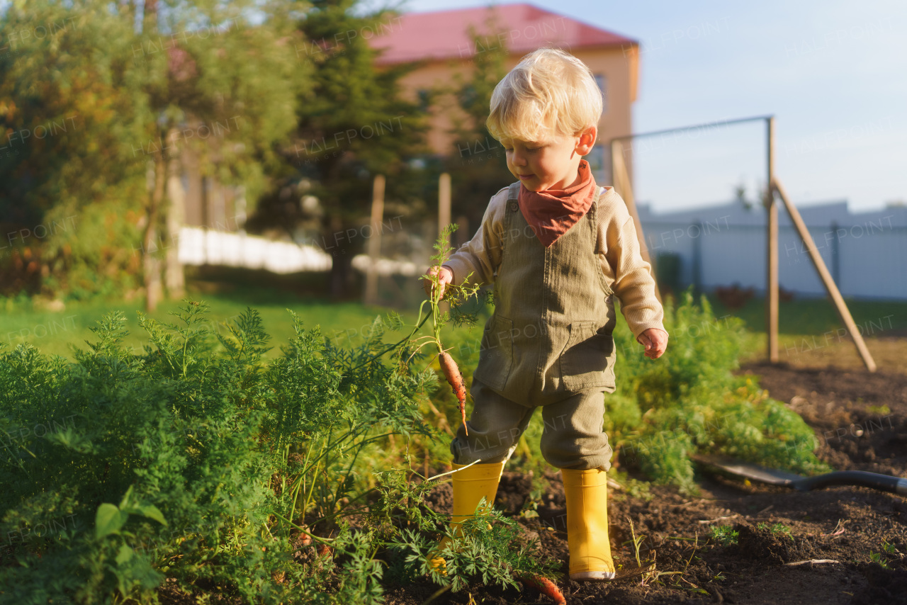 LIttle boy harvesting vegetable in the garden.