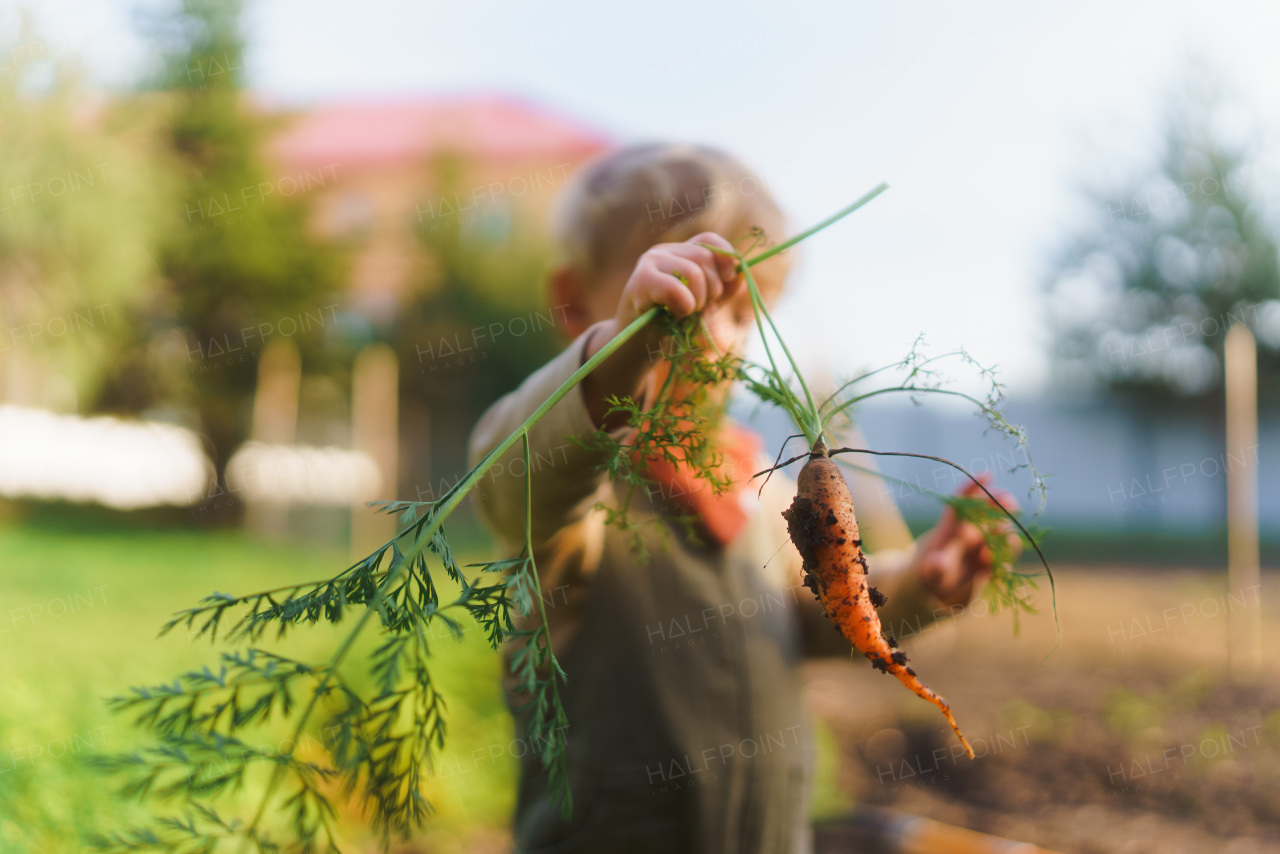 LIttle boy harvesting vegetable in the garden.