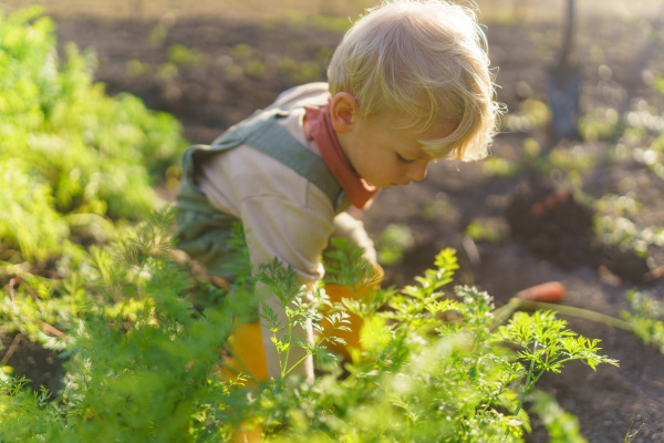 Little boy working in a garden during autumn day.