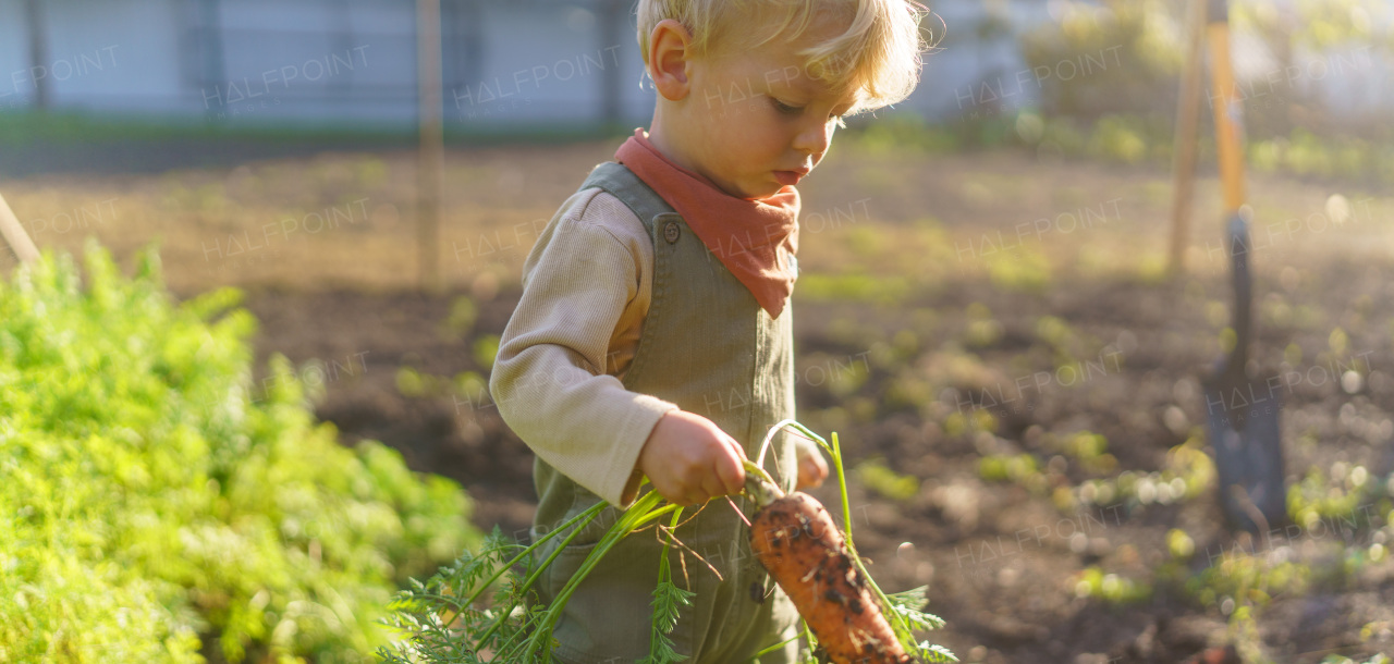 LIttle boy harvesting vegetable in the garden.