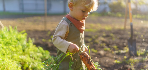 LIttle boy harvesting vegetable in the garden.