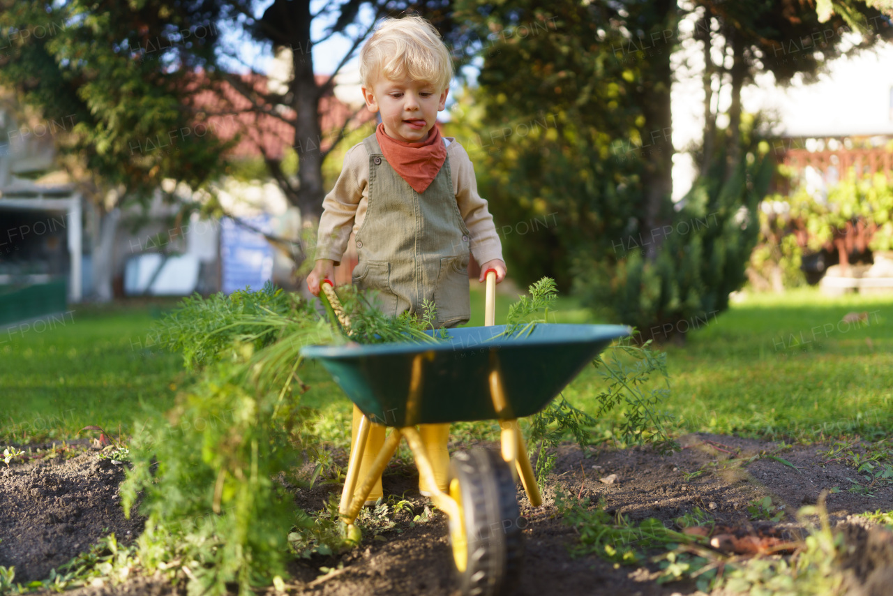 Little boy with a wheelbarrow working in garden during autumn day.