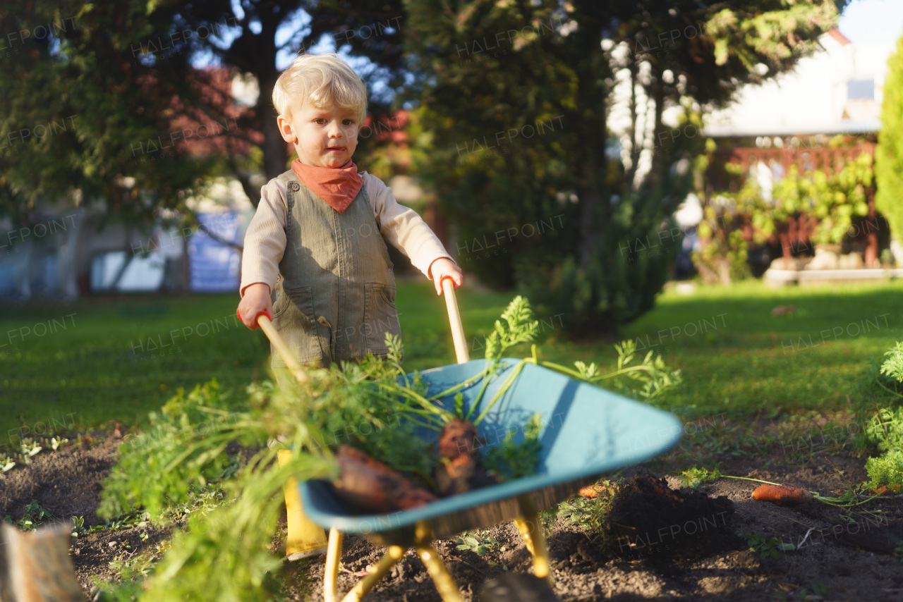 Little boy with a wheelbarrow full of carrots working in garden during autumn day.