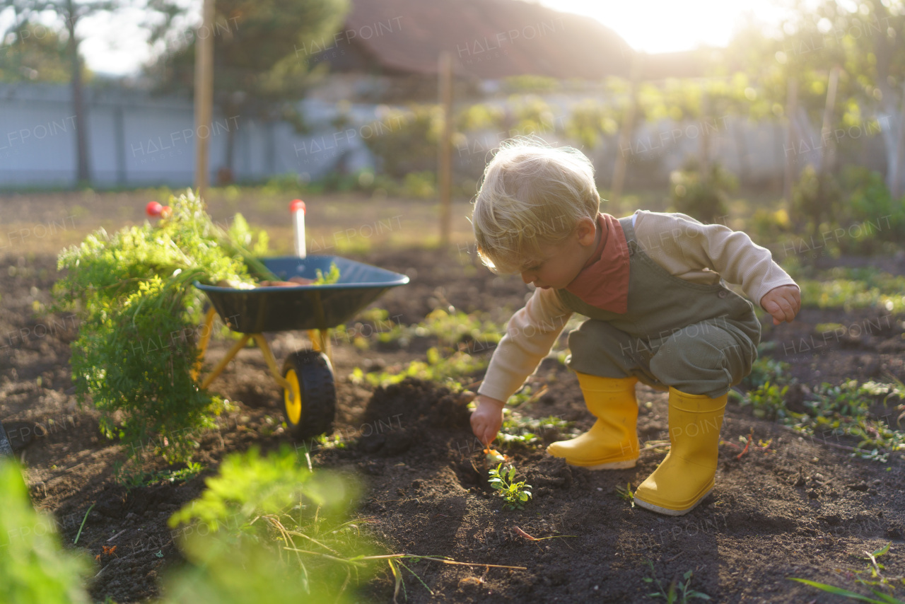 Little boy working in a garden during autumn day.