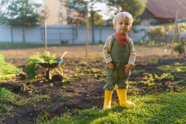 Little boy with a wheelbarrow working in garden during autumn day.