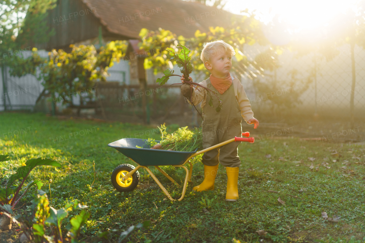 Little boy with a wheelbarrow posing in garden during autumn day.