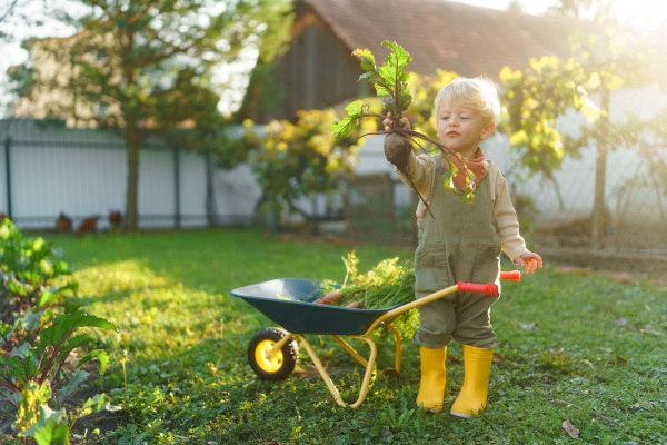 Little boy with a wheelbarrow posing in garden during autumn day.