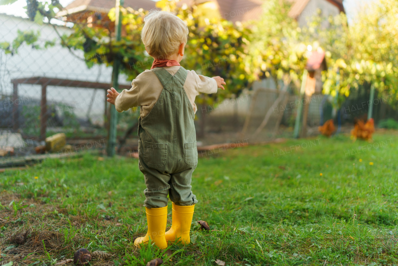 Little boy standying and looking at hens in their garden.