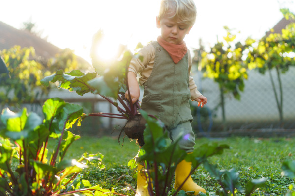 Little boy harvesting a beetroots in garden, during autumn day. Concept of ecology gardening and sustainable lifestyle.