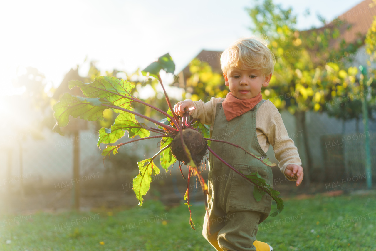 Little boy harvesting a beetroots in garden, during autumn day. Concept of ecology gardening and sustainable lifestyle.