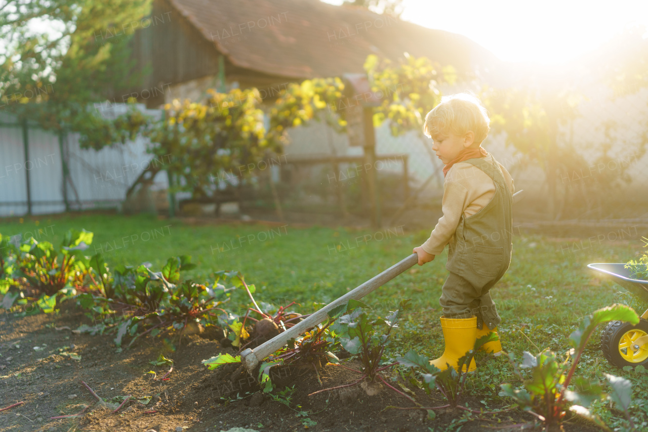 Little boy with a hoe working in garden during autumn day.