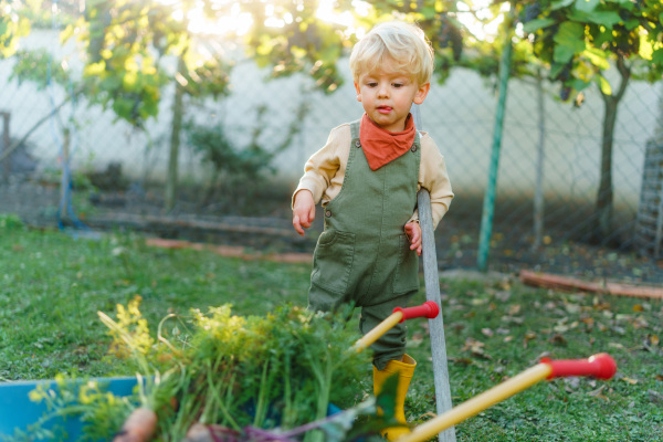 Little boy with a wheelbarrow posing in garden during autumn day.