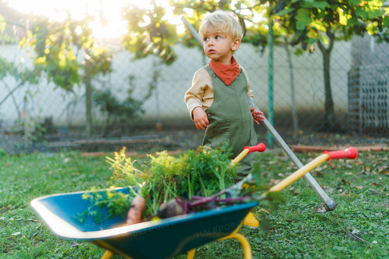 Little boy with a wheelbarrow posing in garden during autumn day.