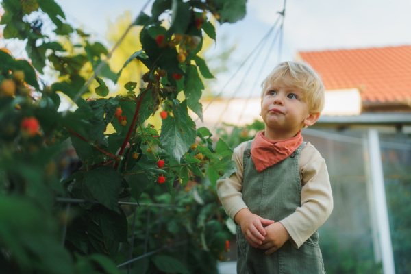 Happy little boy harvesting and eating raspberries outdoor in garden.