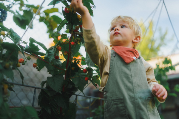 Happy little boy harvesting and eating raspberries outdoor in garden.