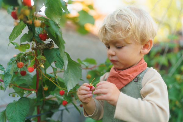 Happy little boy harvesting and eating raspberries outdoor in garden.