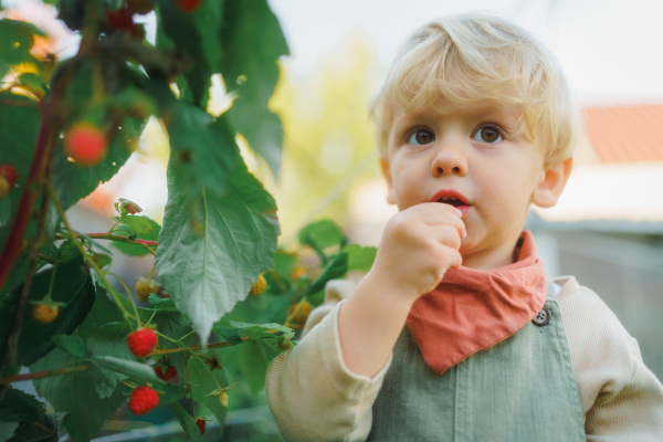 Happy little boy in overalls harvesting and eating raspberries outdoor in garden.