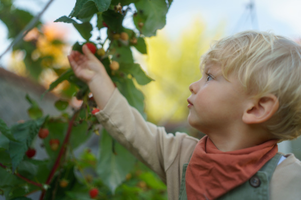 Happy little boy harvesting and eating raspberries outdoor in garden.