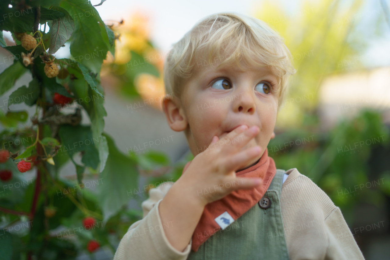 Happy little boy harvesting and eating raspberries outdoor in garden.