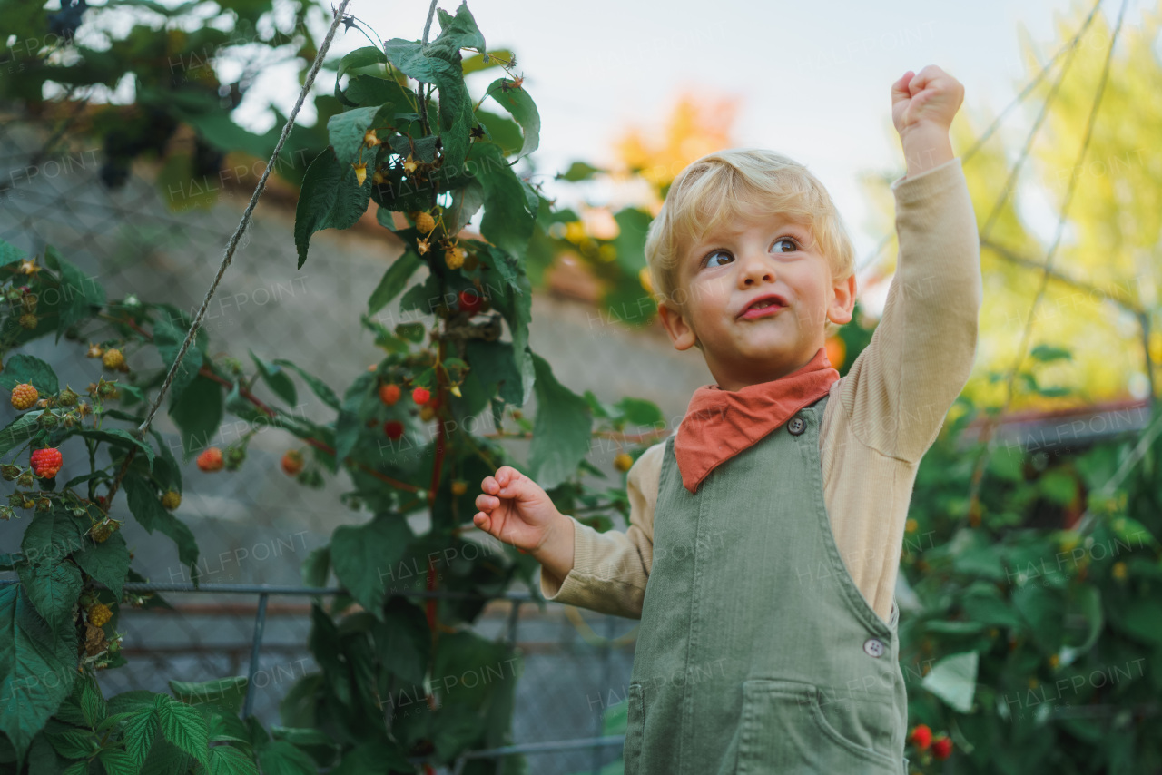 Happy little boy harvesting and eating raspberries outdoor in garden.